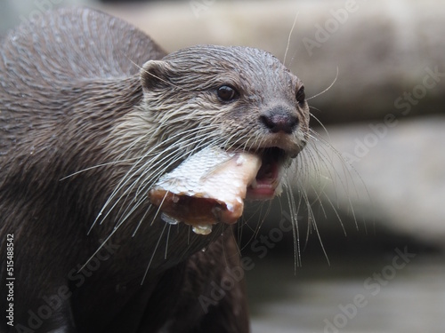 Otter with brown fur and long white whiskers holding fish taken out of water in mouth