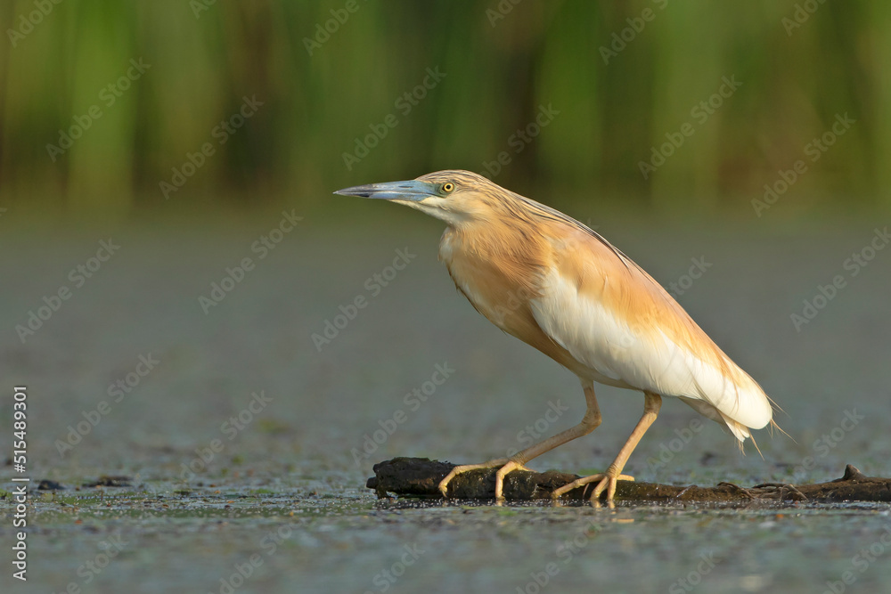 Czapla modronosa, The squacco heron (Ardeola ralloides) Czapla modronosa, The squacco heron (Ardeola ralloides)