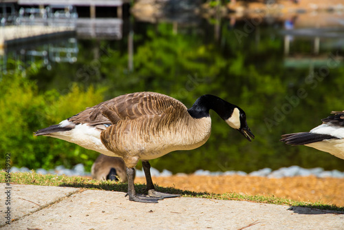 brown and black Canadian geese grazing on the banks of the lake surrounded by lush green trees and grass reflecting off the water at Dupree Park in Woodstock Georgia USA photo