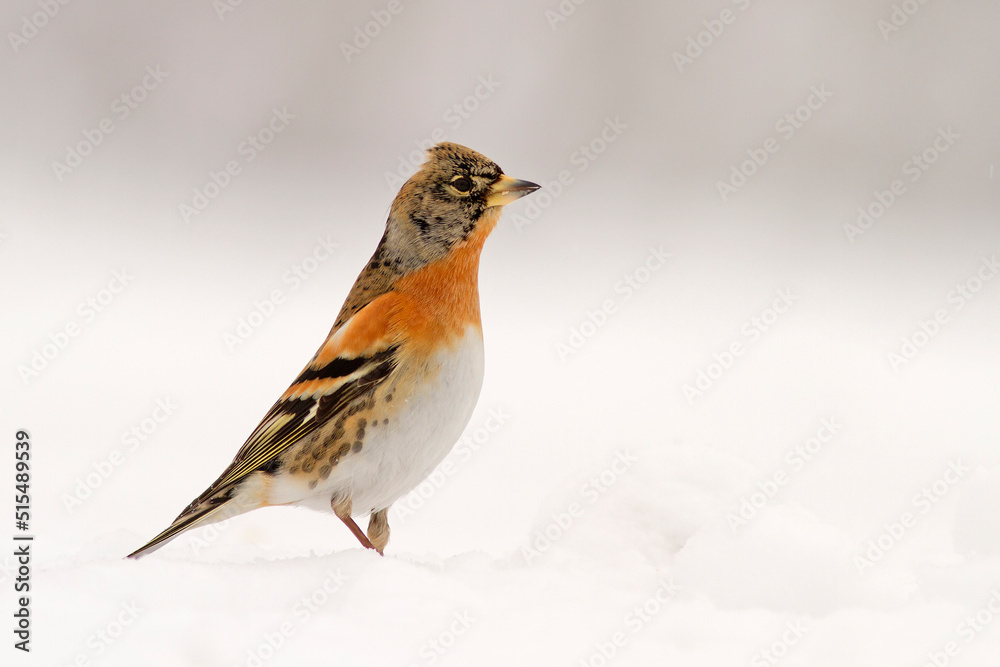 jer, The brambling, cock o' the north, mountain finch (Fringilla montifringilla) jer, The brambling, cock o' the north, mountain finch (Fringilla montifringilla)