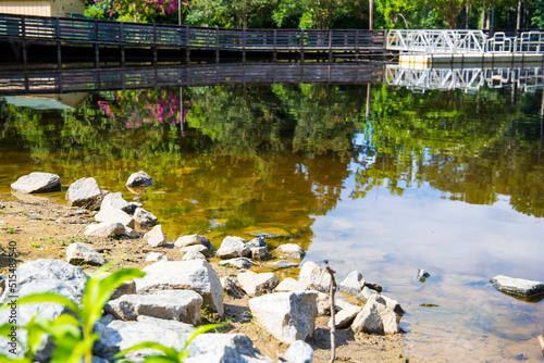 a gorgeous summer landscape in the park with a lake surrounded by a brown wooden bridge and lush green trees, grass and plants with rocks along the banks of the lake at Dupree park in Woodstock photo