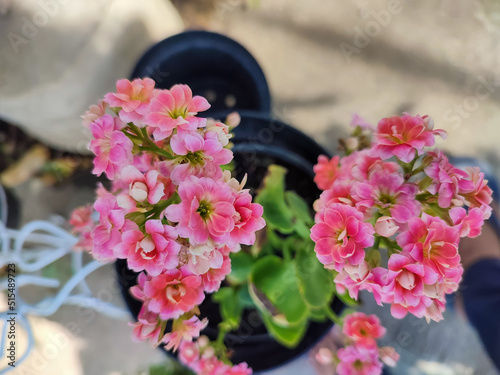 Beautiful pink color of Kalanchoe flower or bunga cocor bebek pink.  photo