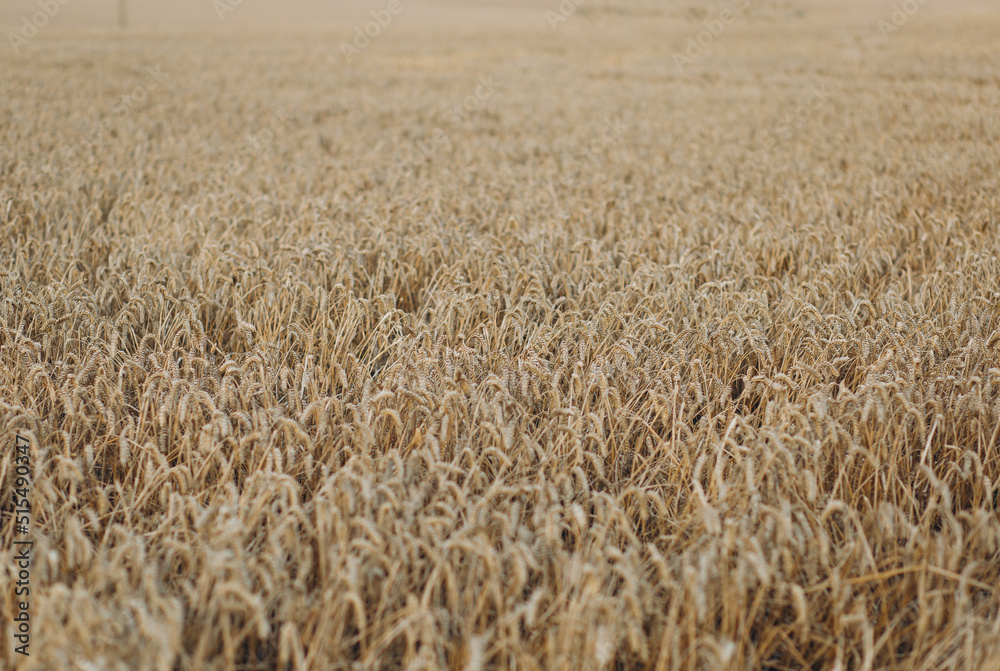 Close up of wheat ears, field of wheat in a summer day. harvesting period Close up of wheat ears, field of wheat in a summer day. harvesting period