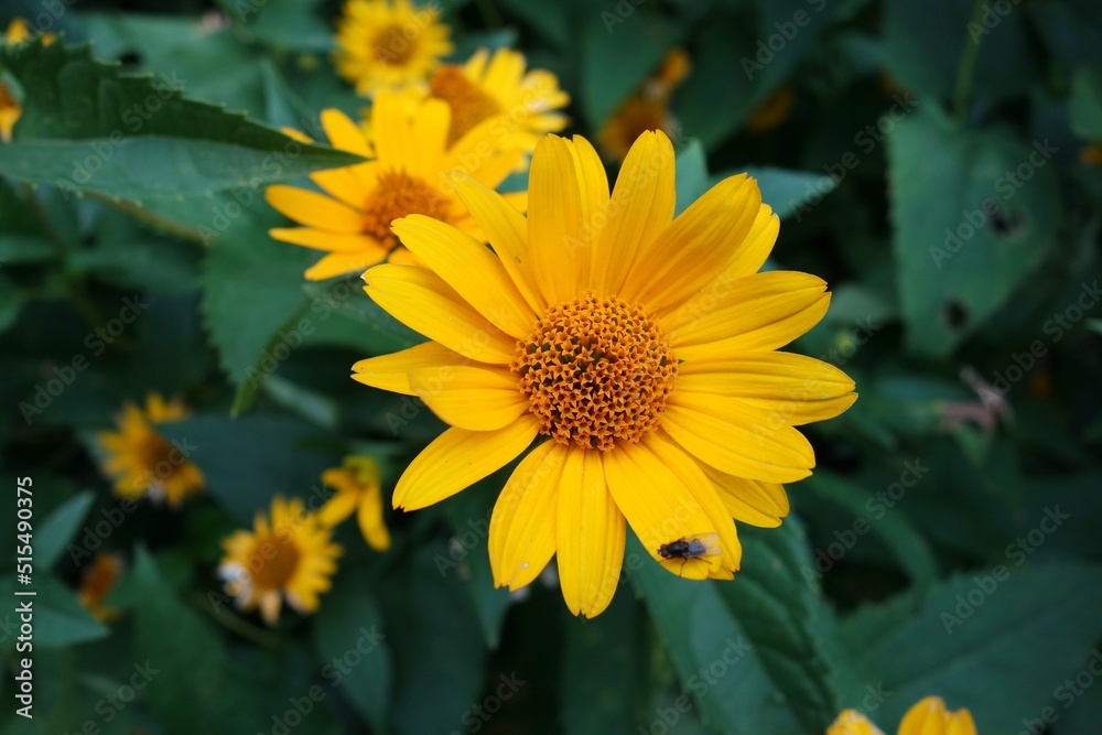 yellow flower in the garden yellow flower in the garden