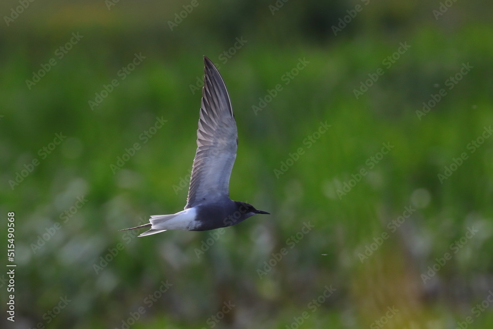 black tern, bird in flight , Chlidonias niger black tern, bird in flight , Chlidonias niger