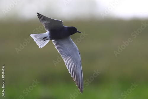 black  tern, bird in flight , Chlidonias niger © Robert