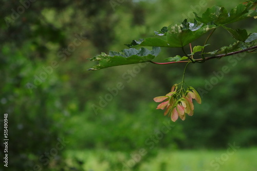 close up of green leaves of tree