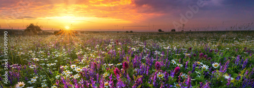 Valokuva Beautiful summer sunrise over wild flowers meadow