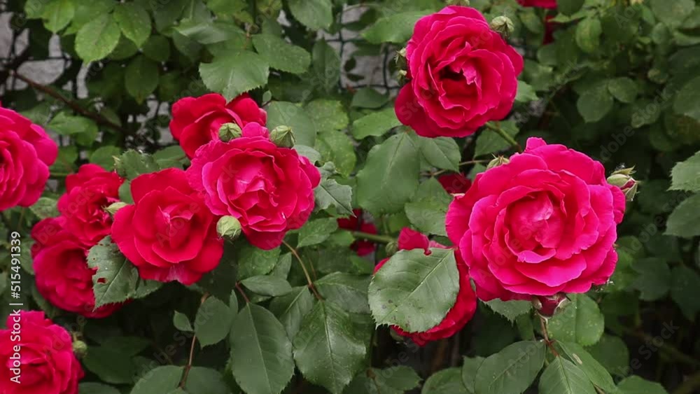 A bush of blooming red roses. Close up. Blowing in the wind. It blooms in the garden in summer during the day. Blurred background A bush of blooming red roses. Close up. Blowing in the wind. It blooms in the garden in summer during the day. Blurred background