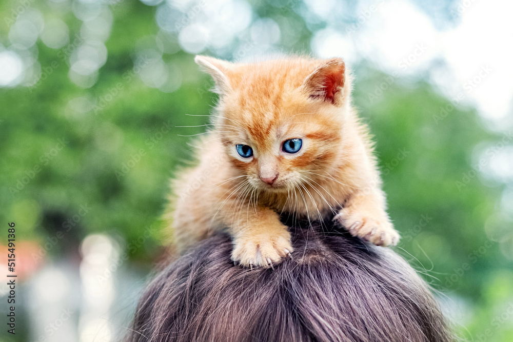 A small cute red-haired kitten with blue eyes sits on the girl's head