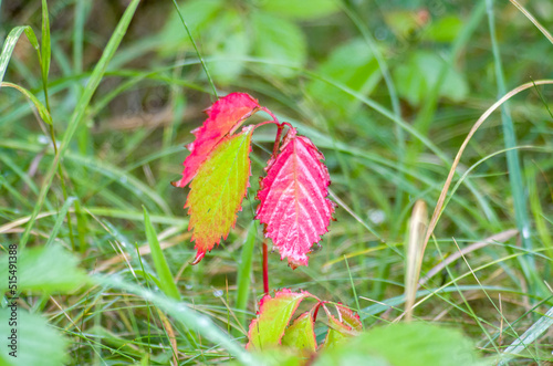 Colorful leaves, young sapling
