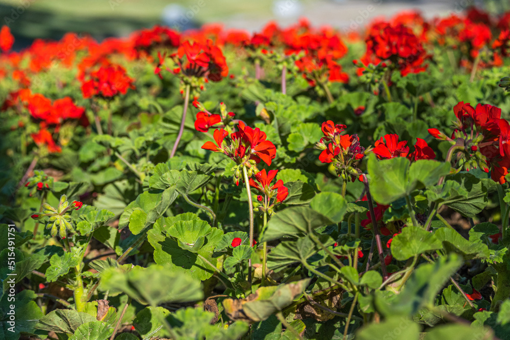 Pelargonium graveolens `Citronella`, often sold as Pelargonium citrosum, cultivar with deeply divided leaves and citronella like scent when crushed, not mosquito repellent