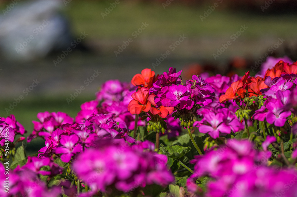 Obraz premium Pink and Purple Pelargonium Citronella Blossoms Layered Across a Softly Focused Garden Bed