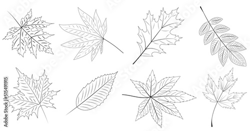 tree leaves sketch set on white background set vector