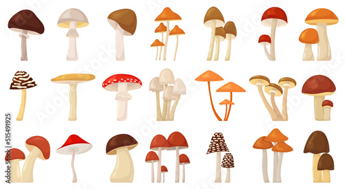 mushrooms in flat style, set, collection isolated, vector