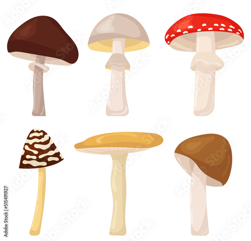 mushrooms in flat style, set isolated, vector