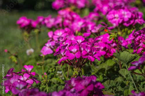 Pelargonium graveolens  Citronella   often sold as Pelargonium citrosum  cultivar with deeply divided leaves and citronella like scent when crushed  not mosquito repellent