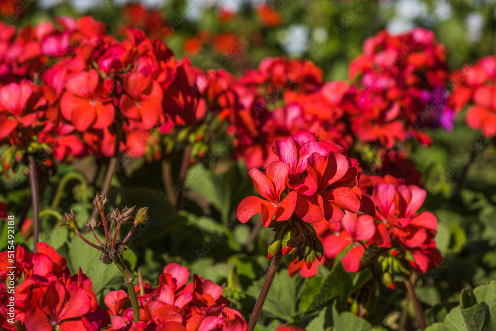 Pelargonium graveolens `Citronella`, often sold as Pelargonium citrosum, cultivar with deeply divided leaves and citronella like scent when crushed, not mosquito repellent