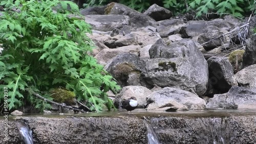 merlo acquaiolo