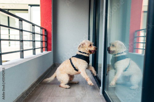 White dog at the balcony, standing on two legs