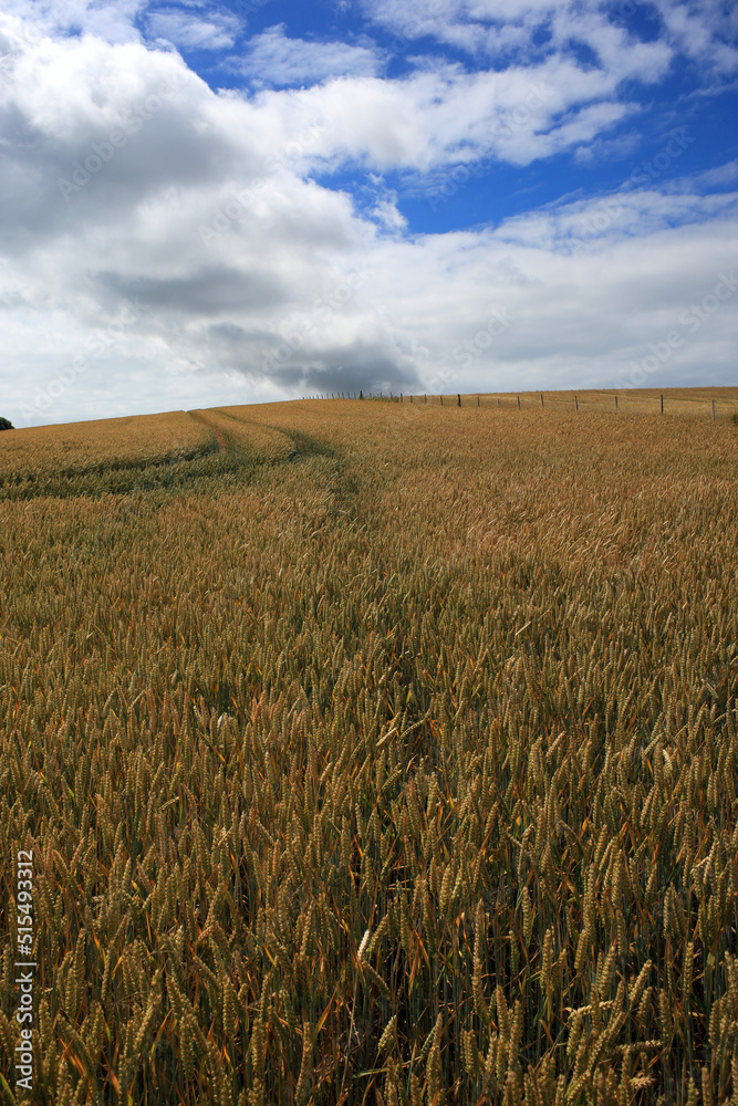 Summer scene of cereal crop field.