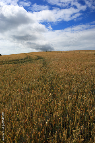 Summer scene of cereal crop field.