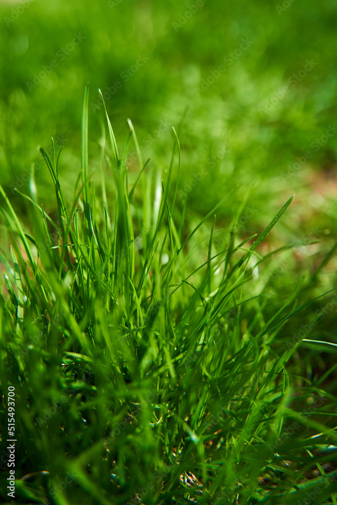 Closeup juicy green grass on the backyard Closeup juicy green grass on the backyard