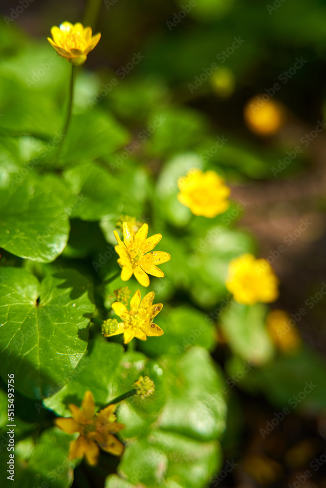 Blooming yellow flowers close up. Garden walkaround Blooming yellow flowers close up. Garden walkaround