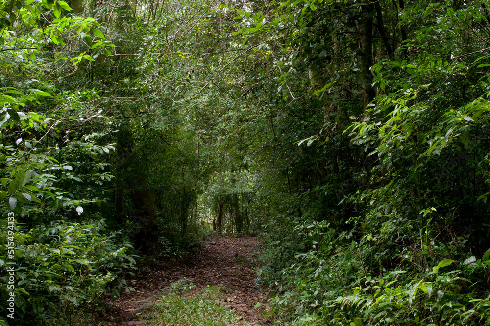 Fototapeta premium Photograph of a path in a beautiful forest