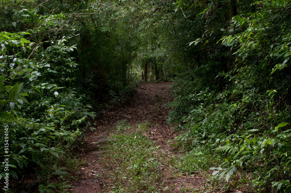 Photograph of a path in a beautiful forest Photograph of a path in a beautiful forest