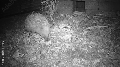 nachtaktiver Kleinohrigel (Erinaceus sp.) vor seinem Igelhaus