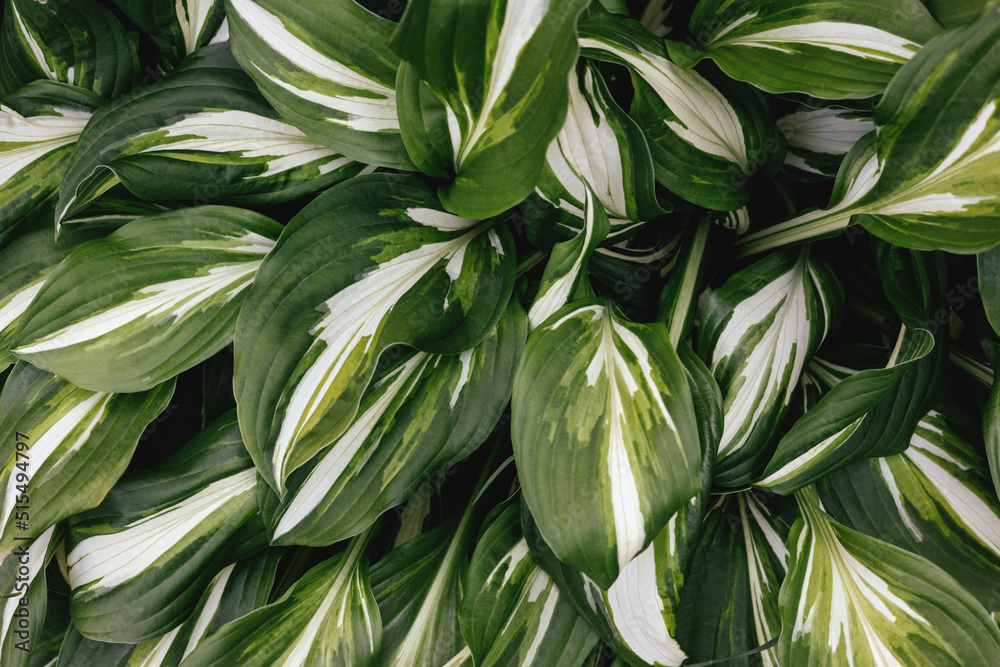 Obraz premium Juicy green bright leaf for green background.