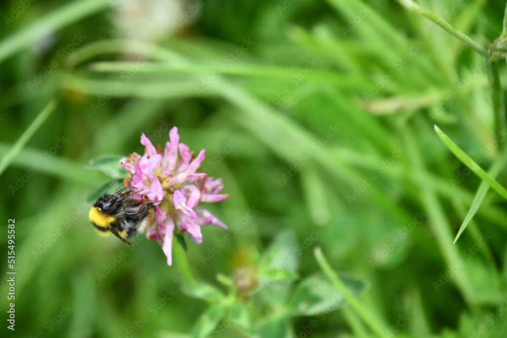 Bumblebee, bumblebee, bumble bee, bumble-bee, humble-bee Bumblebee, bumblebee, bumble bee, bumble-bee, humble-bee