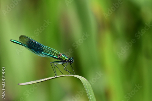 Dragonfly, Damselflies, Calopteryx splendens, Banded Demoiselle, Brídeog Bhandach, macro - closeup photography © Audrius