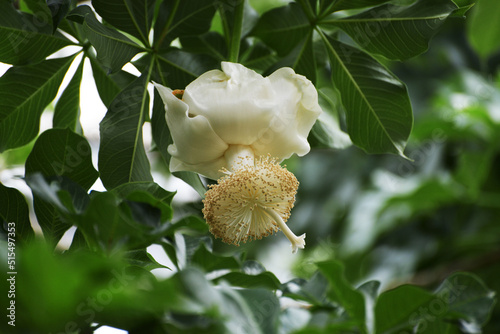 アフリカバオバブの花 photo
