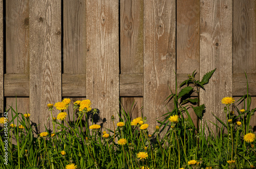 Yellow dandelions, nettles and grass on the background of a beautiful wooden fence, a summer picture with a place for text