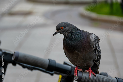 a large mottled city pigeon sits on the handle of a city rolling scooter against the asphalt background