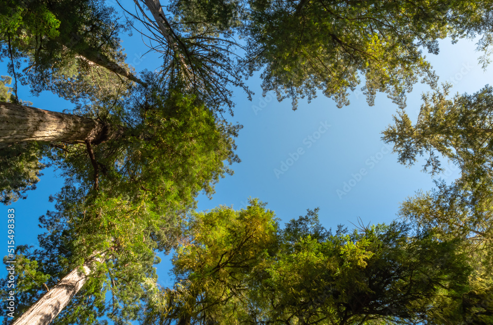 Perspective of looking up to the blue sky between tall redwood trees in the Redwood Forest in California, United States.