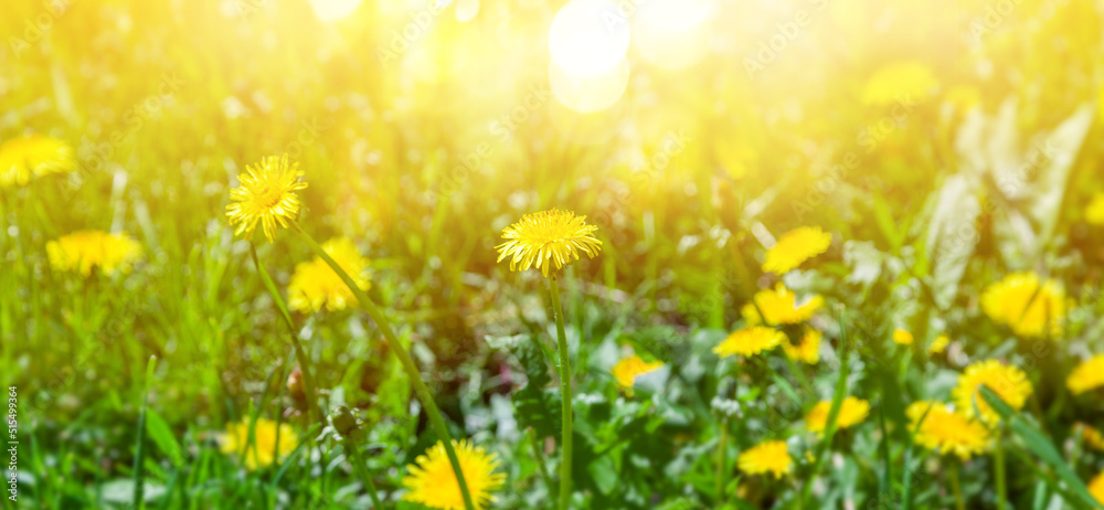 Fototapeta premium Magic glow and bokeh over summer meadow flowers