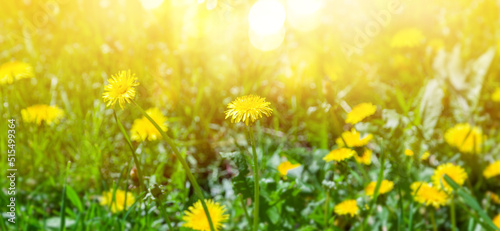 Magic glow and bokeh over summer meadow flowers