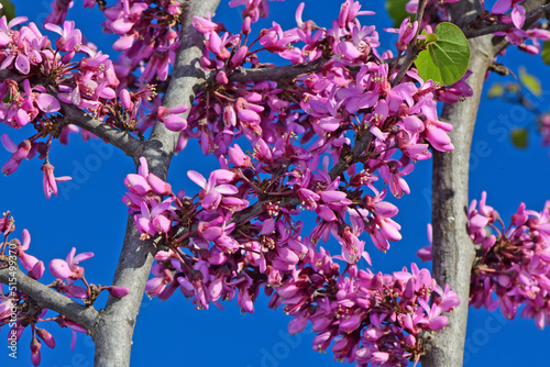 blühender Judasbaum // flowering Judas tree (Cercis siliquastrum) - Kato Olympos, Greece photo