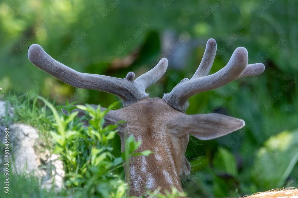 Detail of growing elk antlers covered in velvet