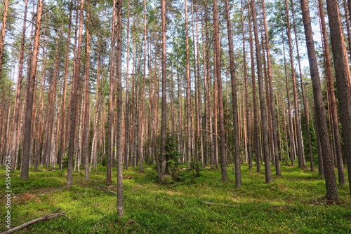 trees in the forest