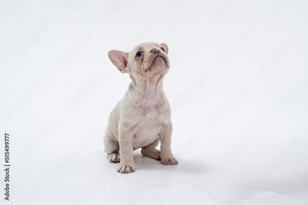 Fototapeta premium Cute little French bulldog puppy Sitting on white background