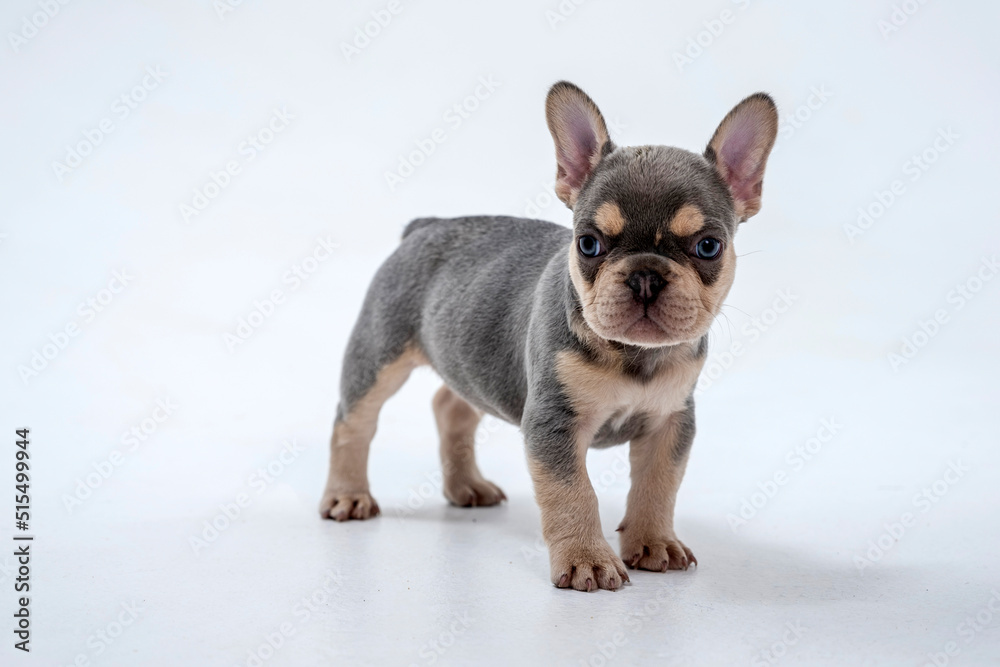 Cute little French bulldog puppy Sitting on white background Cute little French bulldog puppy Sitting on white background