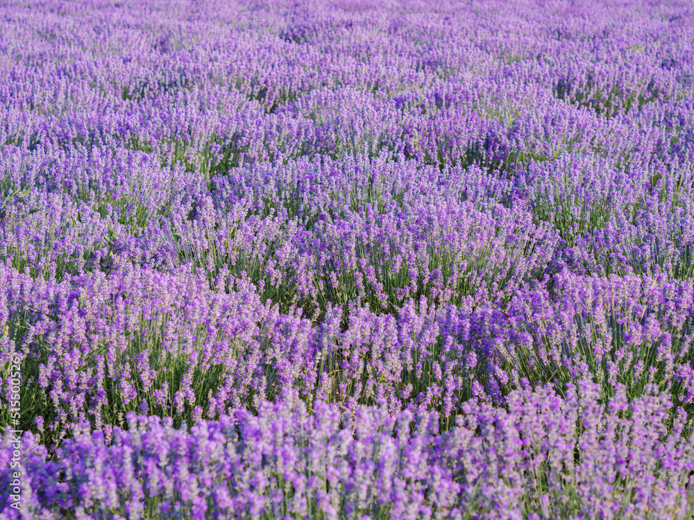 Still life lavender field. Purple bushes with lavandula blossom flower