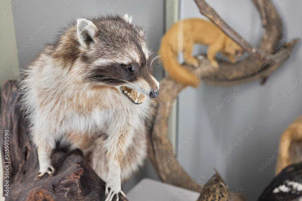 Ταπετσαρία Raccoon taxidermy animal specimen standing mount. Medium shot.