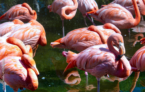 group of pink flamingos