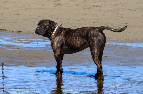 Brindle dog in stream at Beach