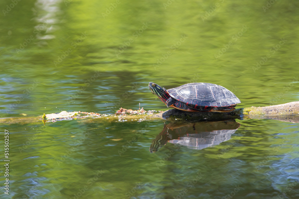 Painted turtle resting on a log in the lake Painted turtle resting on a log in the lake